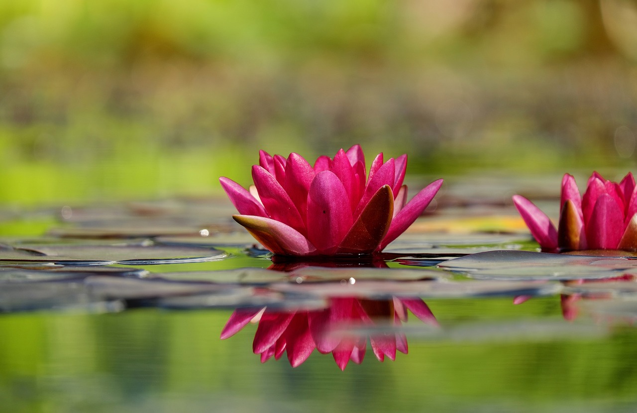 How to Reduce Your Carbon Footprint at Home